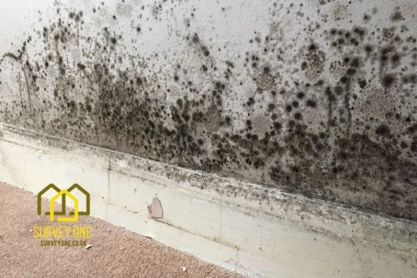 What’s the First Step to Take When You Notice Damp on a Party Wall Chippenham?